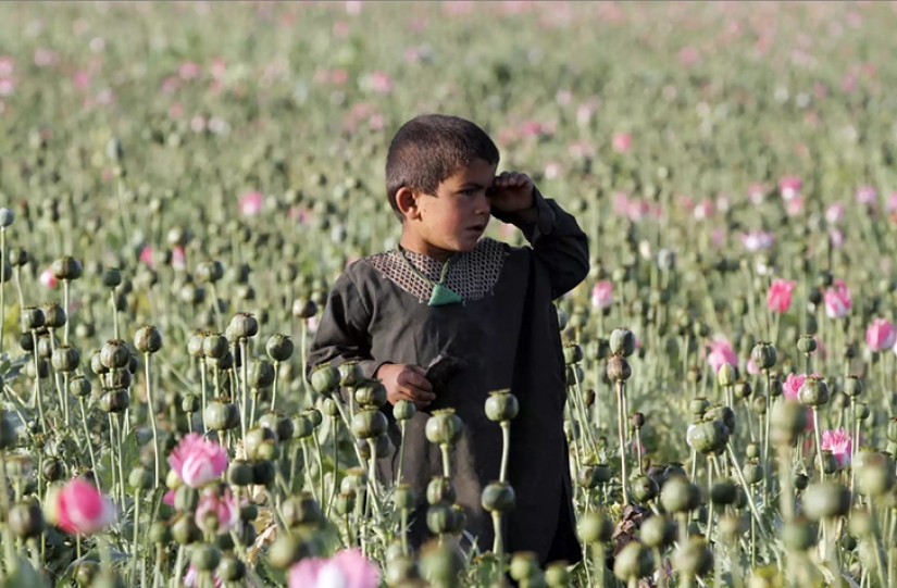 Droga rosa: cómo se cosecha la adormidera en Afganistán