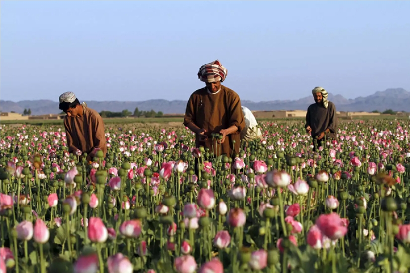 Droga rosa: cómo se cosecha la adormidera en Afganistán