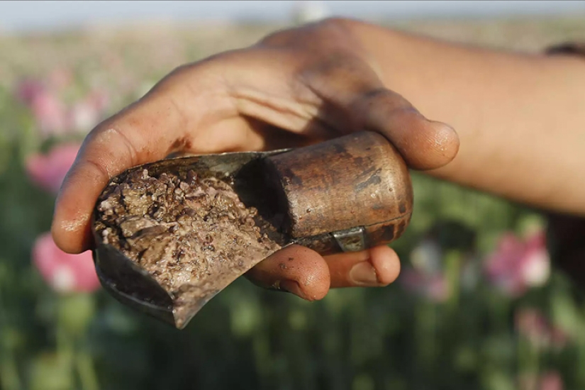 Droga rosa: cómo se cosecha la adormidera en Afganistán