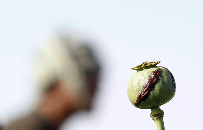 Droga rosa: cómo se cosecha la adormidera en Afganistán