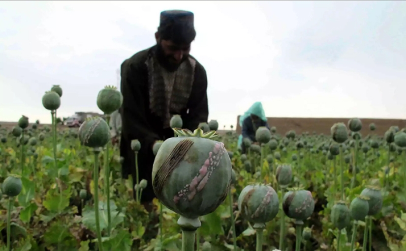 Droga rosa: cómo se cosecha la adormidera en Afganistán