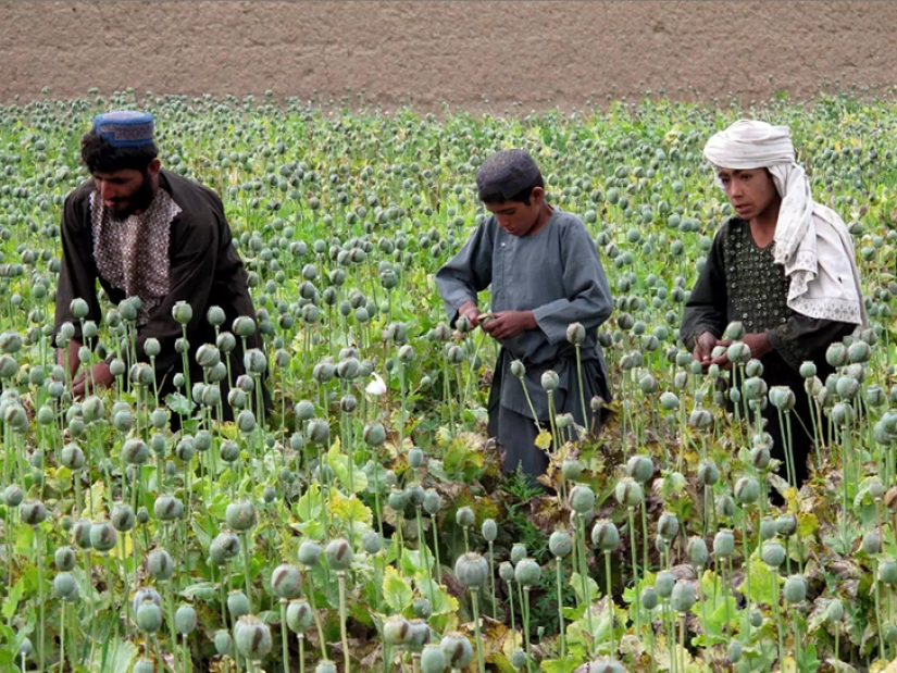 Droga rosa: cómo se cosecha la adormidera en Afganistán