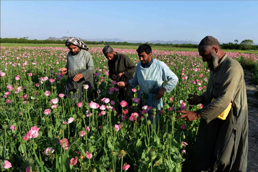 Droga rosa: cómo se cosecha la adormidera en Afganistán