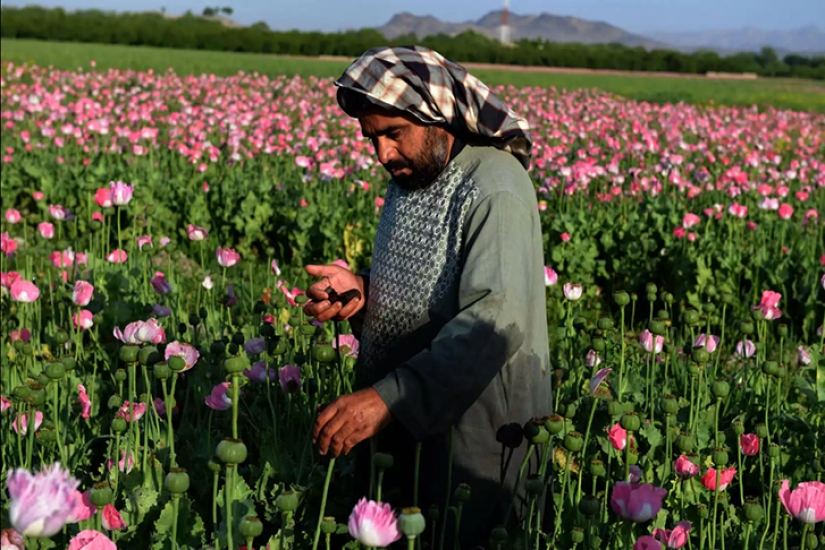 Droga rosa: cómo se cosecha la adormidera en Afganistán