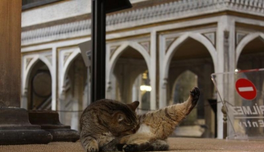 Dueño peludo de Hagia Sophia