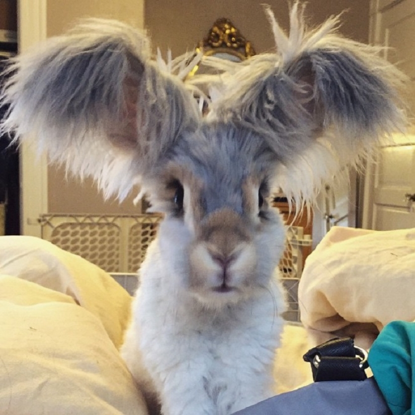Ears that will surprise you Ears that will surprise you