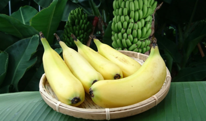 Eat me completely: Japanese scientists grow bananas with edible peel