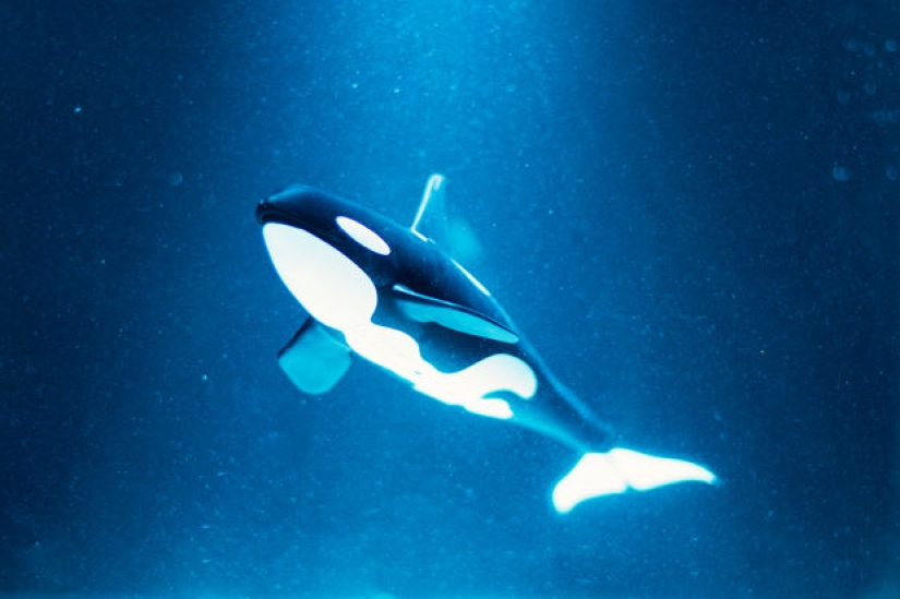 Egyptian photographer shoots wildlife from the comfort of his bedroom Egyptian photographer shoots wildlife from the comfort of his bedroom