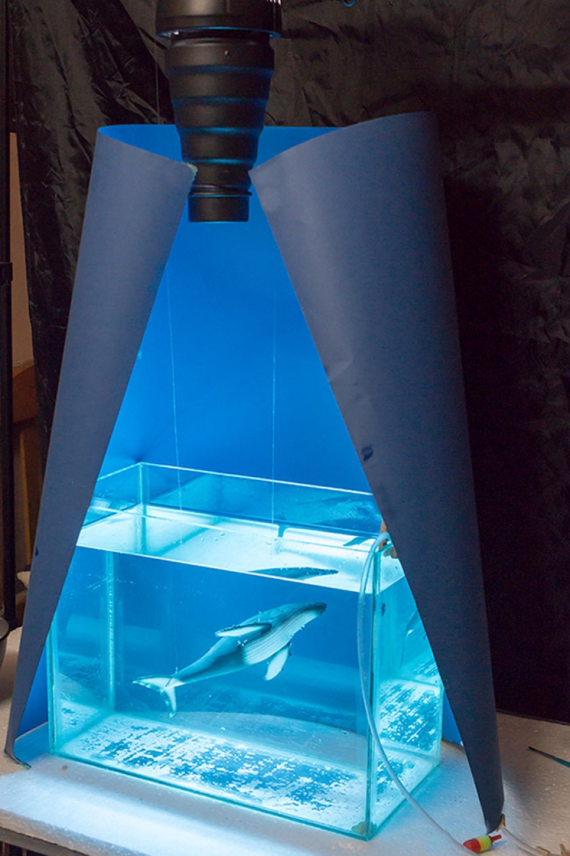 Egyptian photographer shoots wildlife from the comfort of his bedroom Egyptian photographer shoots wildlife from the comfort of his bedroom