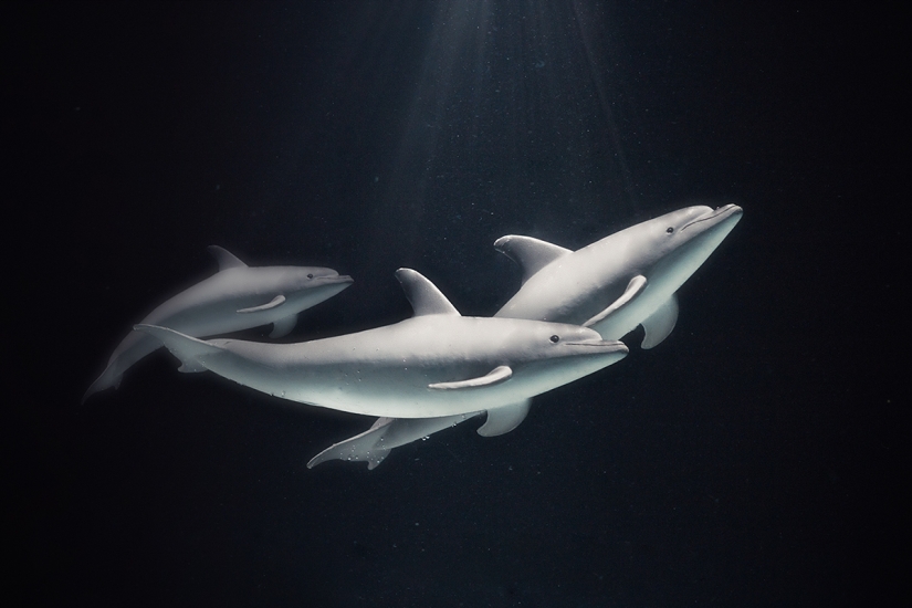 Egyptian photographer shoots wildlife from the comfort of his bedroom Egyptian photographer shoots wildlife from the comfort of his bedroom