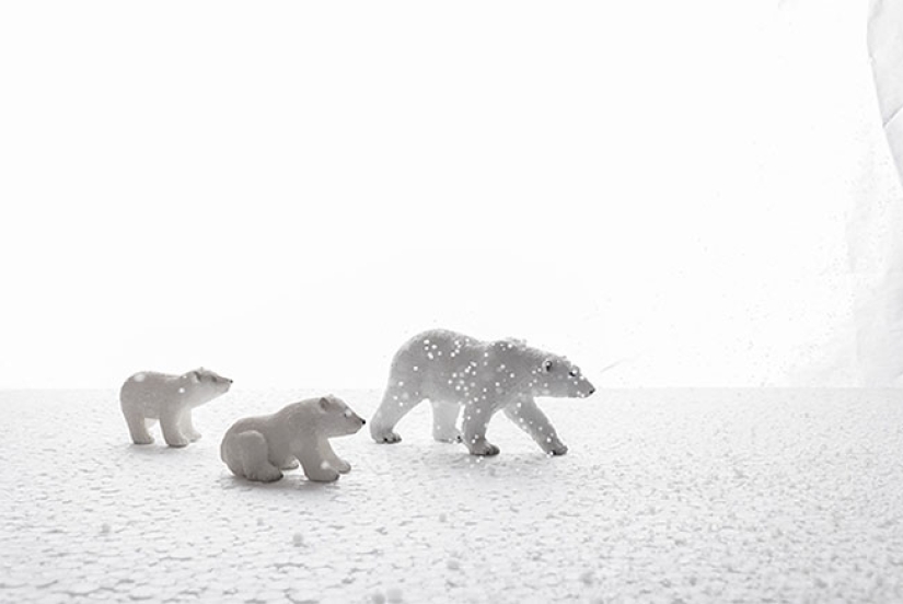 Egyptian photographer shoots wildlife from the comfort of his bedroom Egyptian photographer shoots wildlife from the comfort of his bedroom