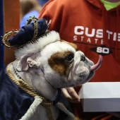 El bulldog más hermoso del mundo.
