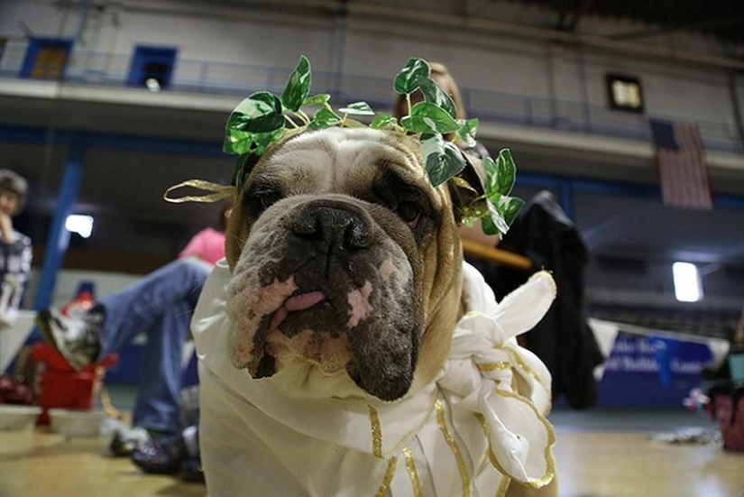 El bulldog más hermoso del mundo.