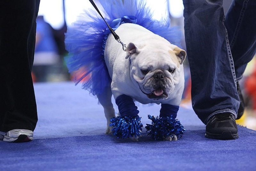 El bulldog más hermoso del mundo.
