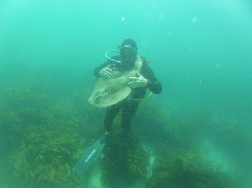 El buzo acarició al tiburón, y ahora nada en sus manos una y otra vez El buzo acarició al tiburón, y ahora nada en sus manos una y otra vez