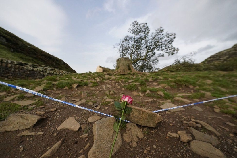 El centenario “árbol de Robin Hood” destruido en Gran Bretaña