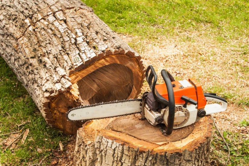 El centenario “árbol de Robin Hood” destruido en Gran Bretaña