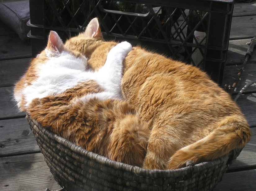 El día de los abrazos de nuestros hermanos menores