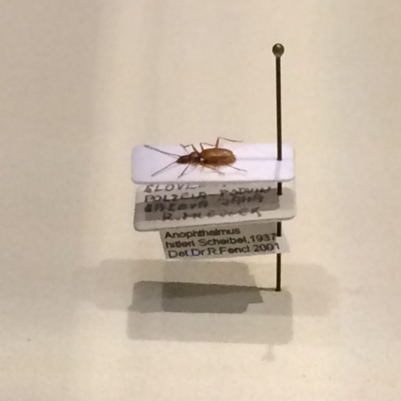 El escarabajo ciego que lleva el nombre de Hitler fue víctima de los neonazis