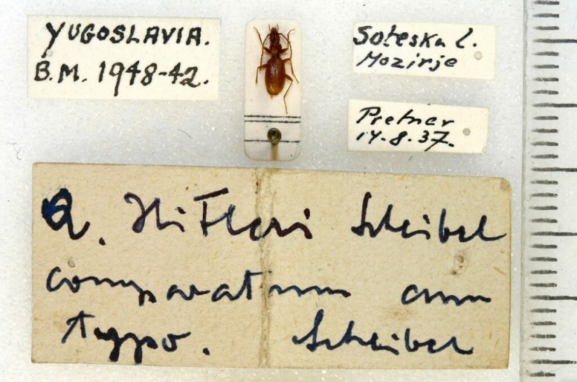 El escarabajo ciego que lleva el nombre de Hitler fue víctima de los neonazis