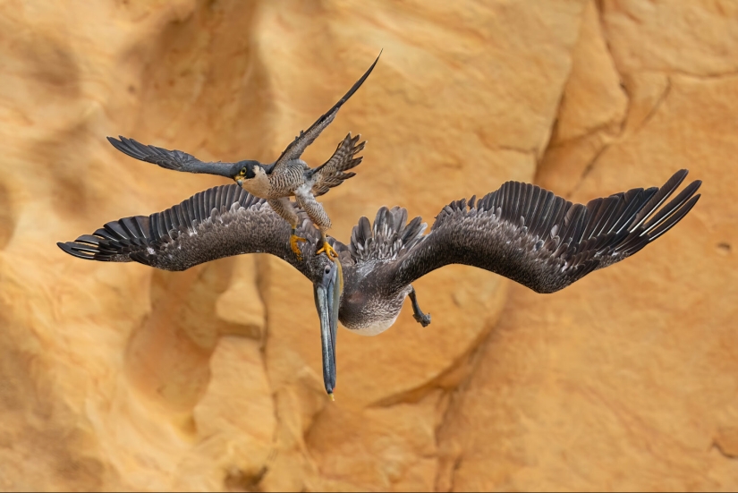 El fotógrafo de aves del año 2023 revela maravillas aladas