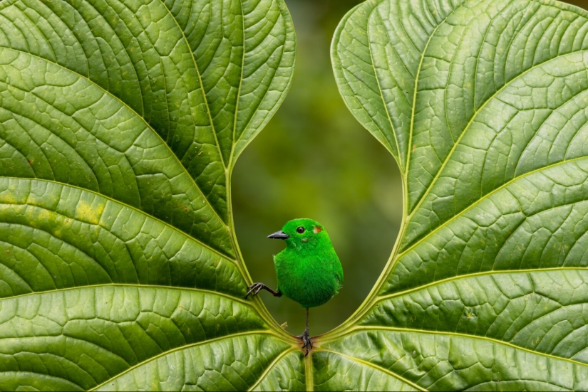 El fotógrafo de aves del año 2023 revela maravillas aladas