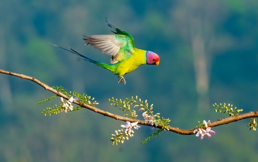 El fotógrafo de aves del año 2023 revela maravillas aladas