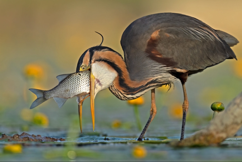 El fotógrafo de aves del año 2023 revela maravillas aladas