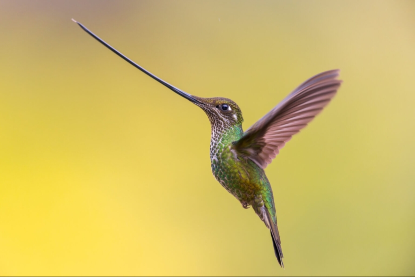 El fotógrafo de aves del año 2023 revela maravillas aladas