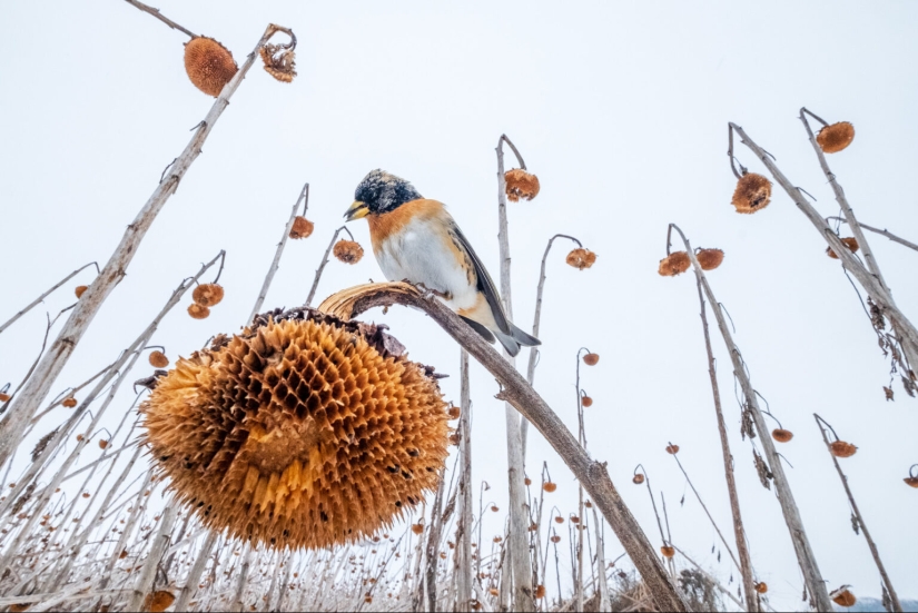 El fotógrafo de aves del año 2023 revela maravillas aladas