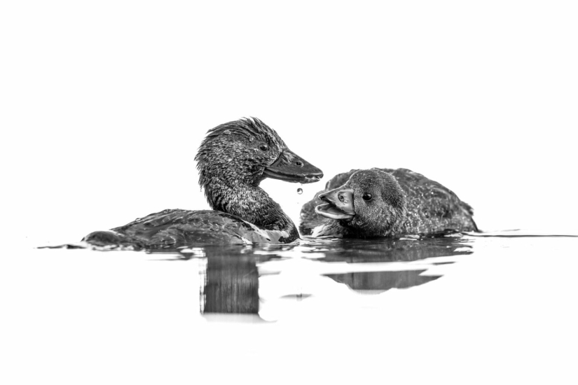 El fotógrafo de aves del año 2023 revela maravillas aladas