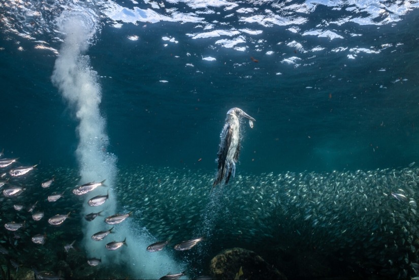 El fotógrafo de aves del año 2023 revela maravillas aladas