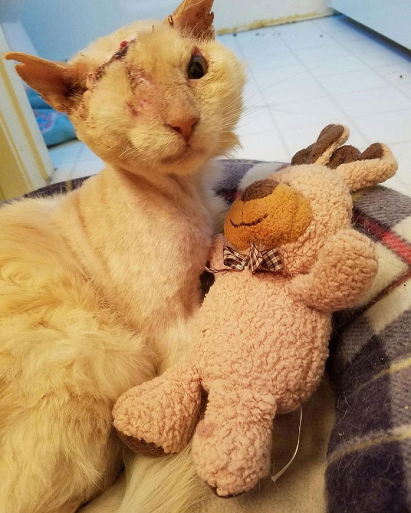 El gato fue rociado con ácido, pero no perdió la fe en las personas El gato fue rociado con ácido, pero no perdió la fe en las personas