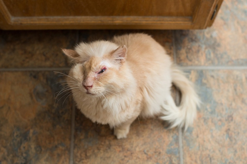 El gato fue rociado con ácido, pero no perdió la fe en las personas El gato fue rociado con ácido, pero no perdió la fe en las personas