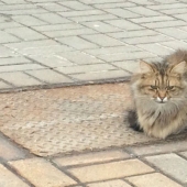 El gato "Hachiko" apareció en Belgorod, quien ha estado esperando a su dueño durante todo un año.