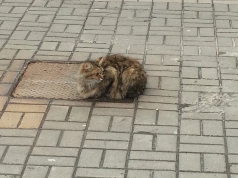 El gato "Hachiko" apareció en Belgorod, quien ha estado esperando a su dueño durante todo un año.