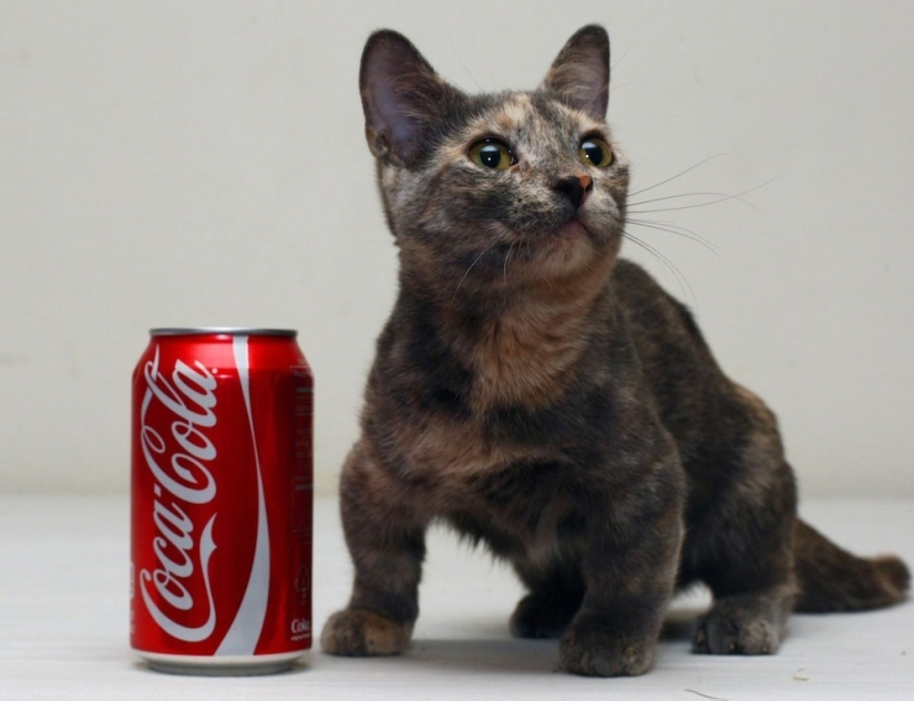 ¡El gato más bajito del mundo!