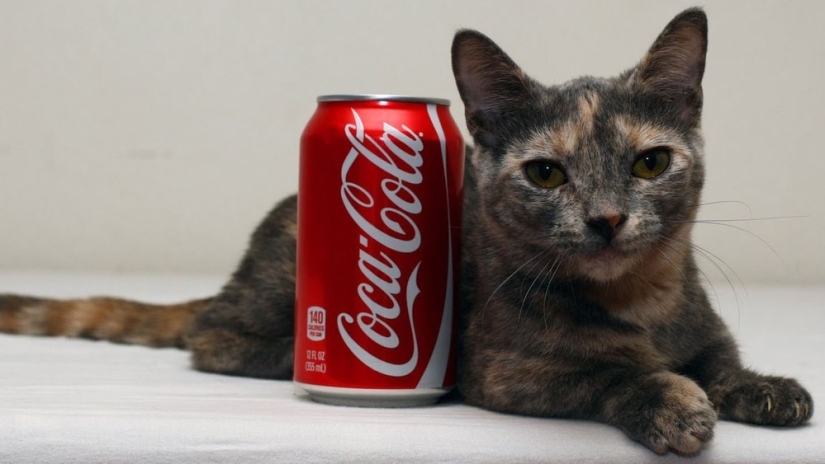¡El gato más bajito del mundo!