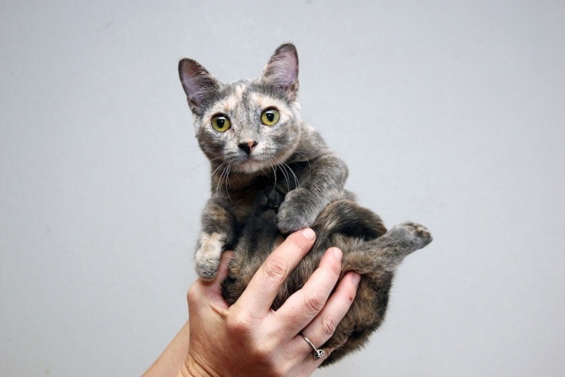¡El gato más bajito del mundo!