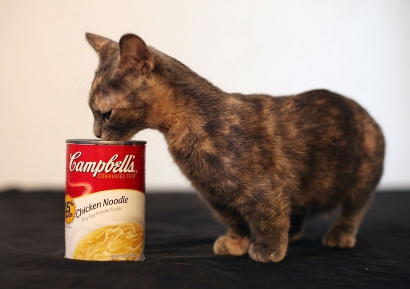 ¡El gato más bajito del mundo!