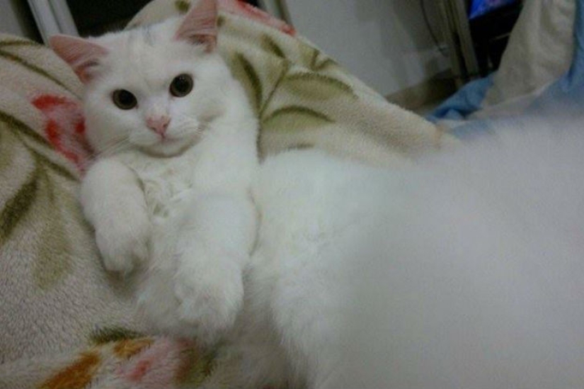 El gato perdido regresa a la familia de refugiados iraquíes después de viajar por medio mundo