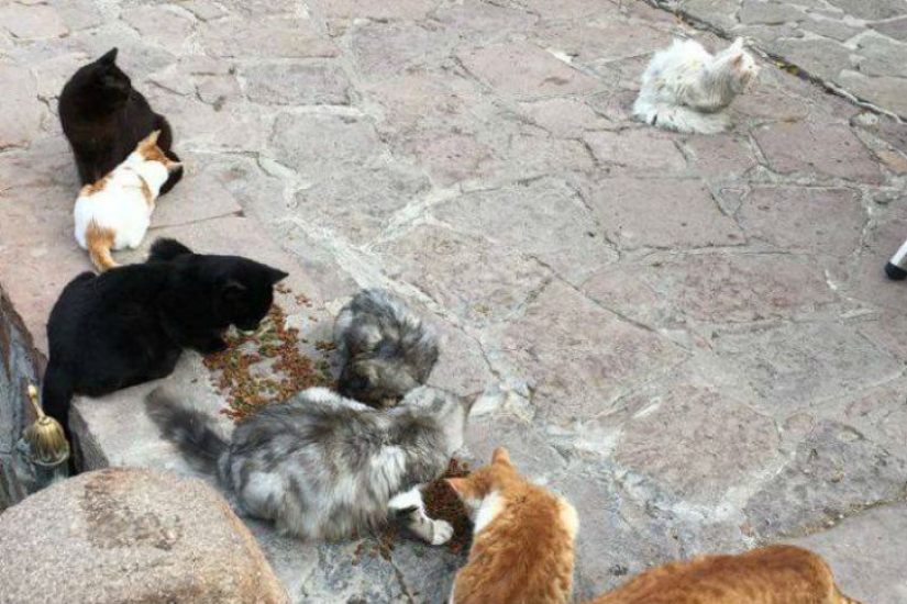 El gato perdido regresa a la familia de refugiados iraquíes después de viajar por medio mundo El gato perdido regresa a la familia de refugiados iraquíes después de viajar por medio mundo