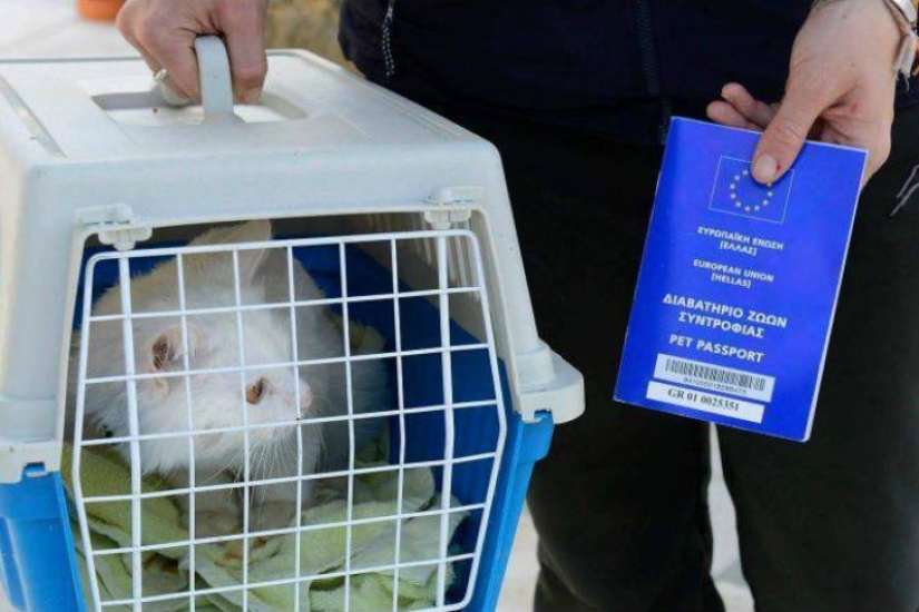 El gato perdido regresa a la familia de refugiados iraquíes después de viajar por medio mundo