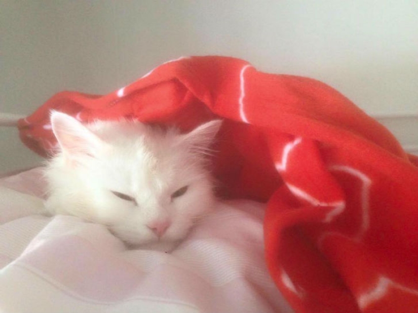 El gato perdido regresa a la familia de refugiados iraquíes después de viajar por medio mundo