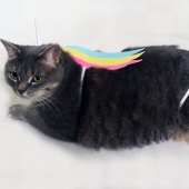 El gato Pushin de las pegatinas de Facebook tiene una encarnación viva