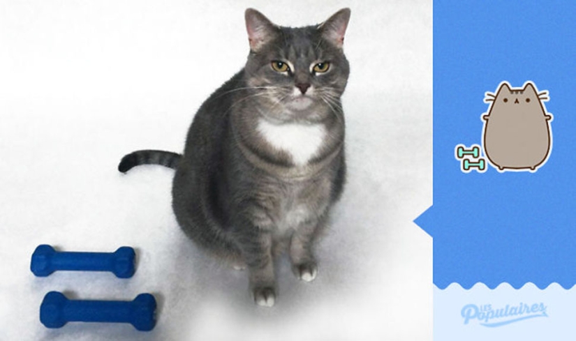 El gato Pushin de las pegatinas de Facebook tiene una encarnación viva