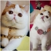El gato Snoopy-Babe y su guardarropa El gato Snoopy-Babe y su guardarropa