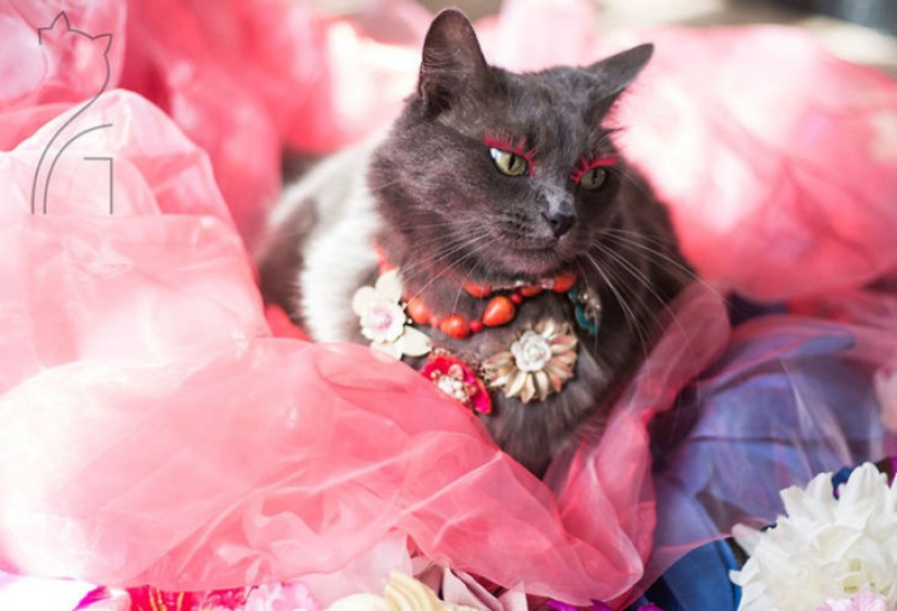 El glamour como estilo de vida: un gato con atuendos llamativos conquista Instagram