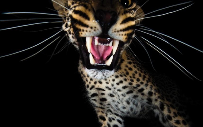 El lado oscuro del desierto de Kalahari