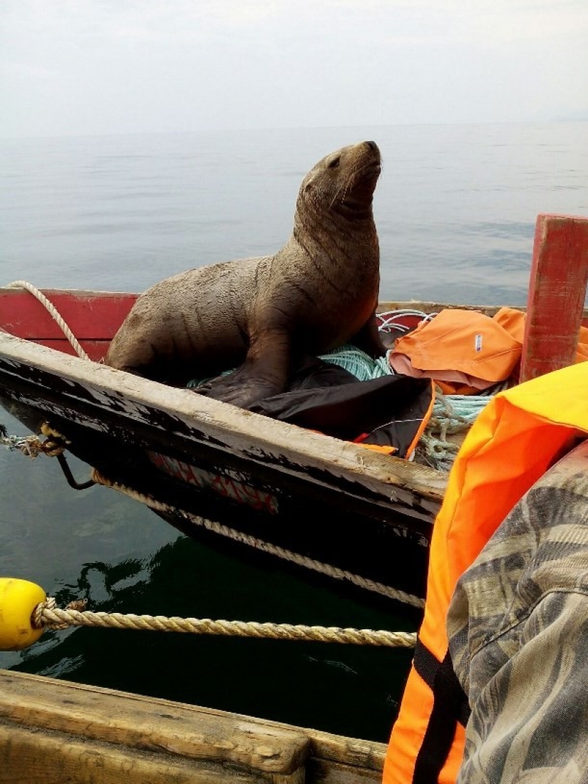 El lobo marino obligó a los pescadores de Sakhalin a montarlo en un bote durante ocho horas.